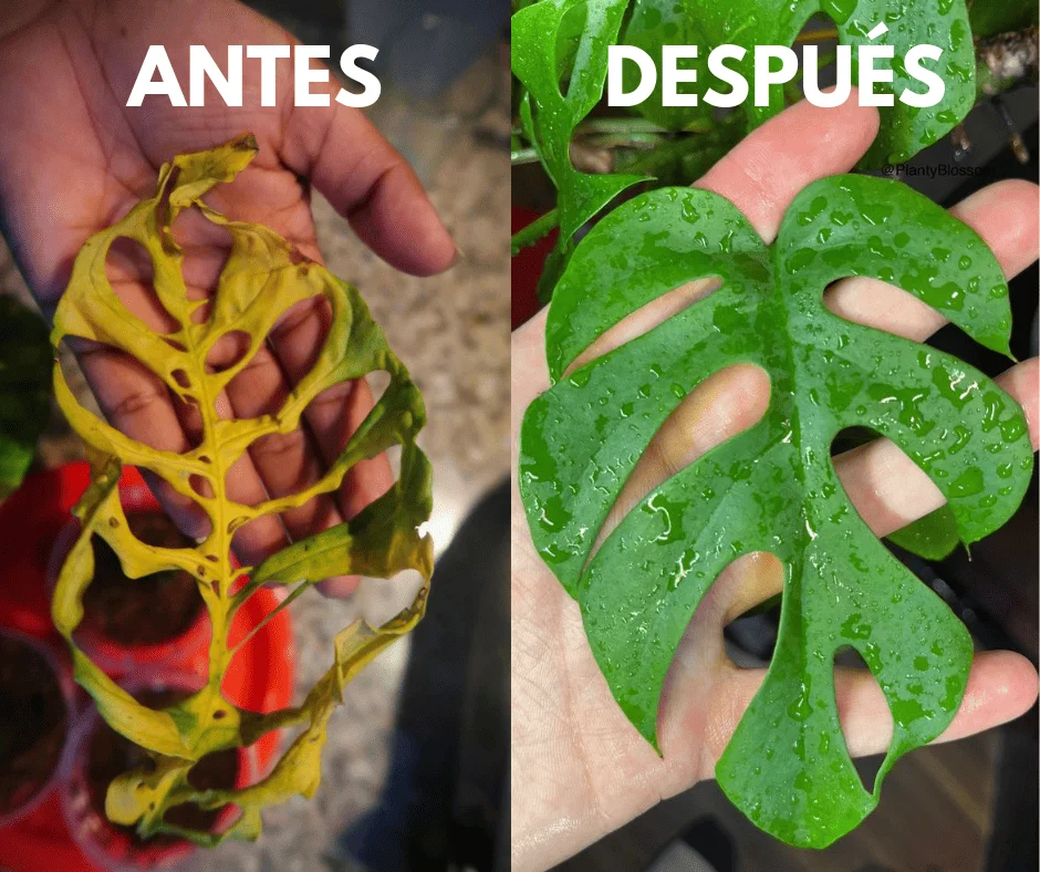 Antes y después: hoja amarilla y dañada comparada con una hoja verde y sana